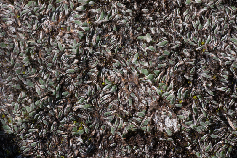 Riccia sorocarpa
